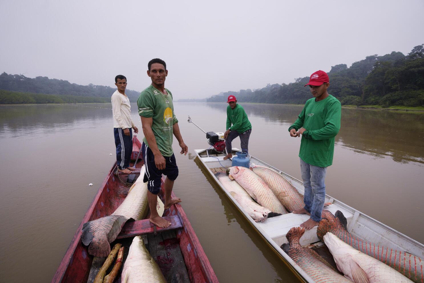 Amazon river fish sale